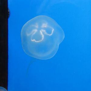 Haus des Meeres 20.06.2010