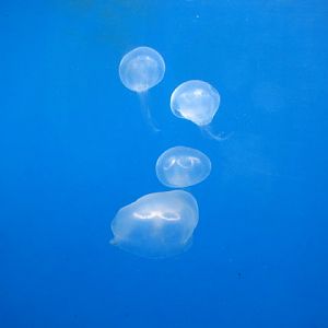 Haus des Meeres 20.06.2010