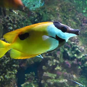 Haus des Meeres 20.06.2010