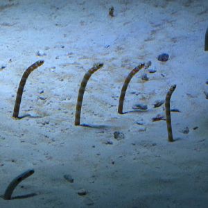 Haus des Meeres 20.06.2010