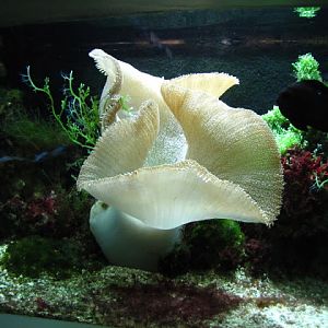 Haus des Meeres 20.06.2010