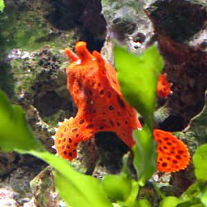 Haus des Meeres 20.06.2010