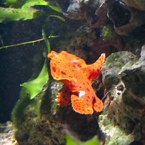 Haus des Meeres 20.06.2010