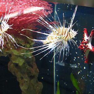 Haus des Meeres 20.06.2010