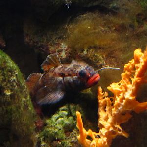 Haus des Meeres 20.06.2010