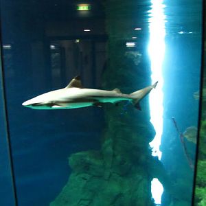 Haus des Meeres 20.06.2010