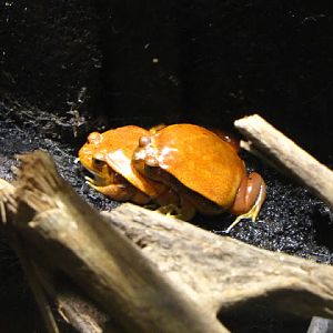 Haus des Meeres 20.06.2010