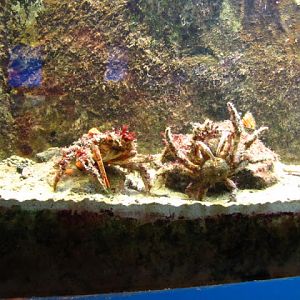 Haus des Meeres 20.06.2010