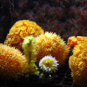 Haus des Meeres 20.06.2010