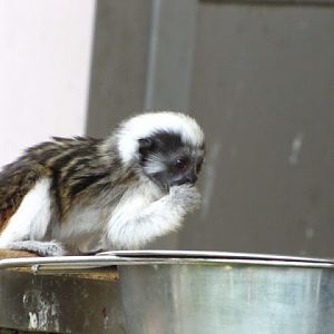 Haus des Meeres 20.06.2010