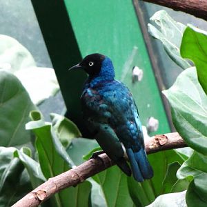 Haus des Meeres 20.06.2010