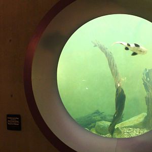 Gardens by the Bay - Arowana display