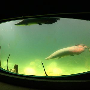 Gardens by the Bay - Arapaima display