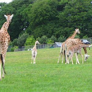 Longleat Safari & Adventure Park 29.05.2011