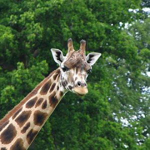 Longleat Safari & Adventure Park 29.05.2011