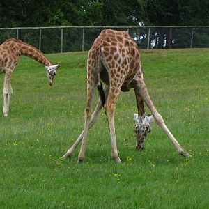 Longleat Safari & Adventure Park 29.05.2011