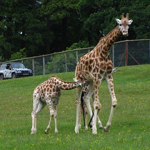 Longleat Safari & Adventure Park 29.05.2011