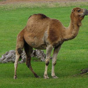 Longleat Safari & Adventure Park 29.05.2011