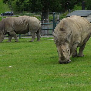 Longleat Safari & Adventure Park 29.05.2011