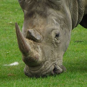 Longleat Safari & Adventure Park 29.05.2011
