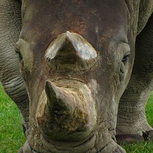 Longleat Safari & Adventure Park 29.05.2011