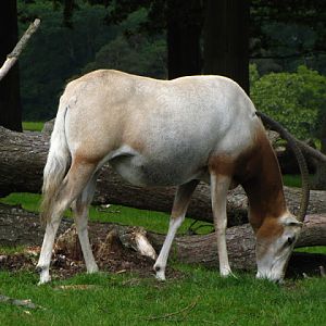 Longleat Safari & Adventure Park 29.05.2011