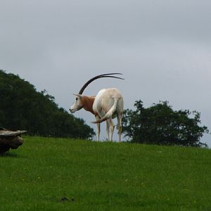 Longleat Safari & Adventure Park 29.05.2011