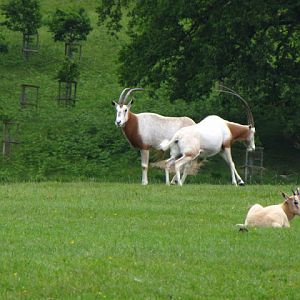 Longleat Safari & Adventure Park 29.05.2011