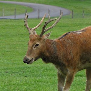 Longleat Safari & Adventure Park 29.05.2011
