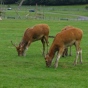 Longleat Safari & Adventure Park 29.05.2011