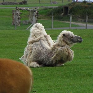 Longleat Safari & Adventure Park 29.05.2011