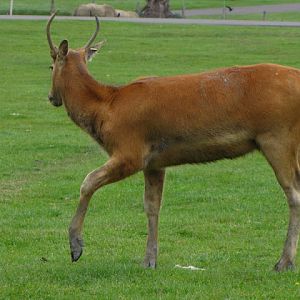 Longleat Safari & Adventure Park 29.05.2011
