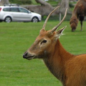 Longleat Safari & Adventure Park 29.05.2011