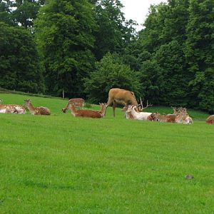 Longleat Safari & Adventure Park 29.05.2011