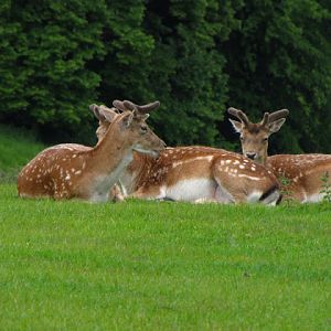 Longleat Safari & Adventure Park 29.05.2011