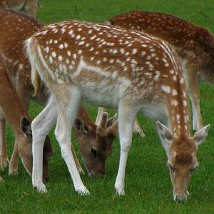 Longleat Safari & Adventure Park 29.05.2011
