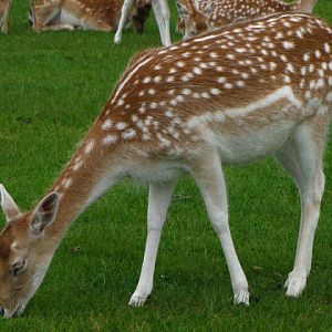 Longleat Safari & Adventure Park 29.05.2011