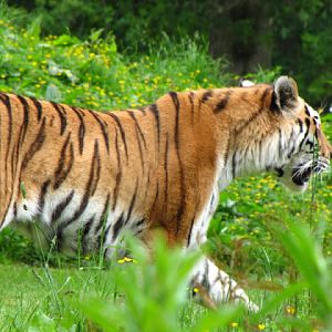 Longleat Safari & Adventure Park 29.05.2011