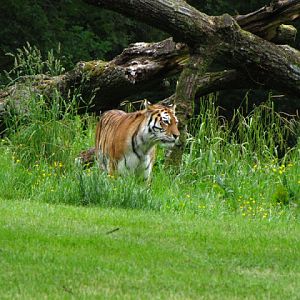 Longleat Safari & Adventure Park 29.05.2011
