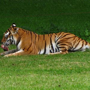 Longleat Safari & Adventure Park 29.05.2011