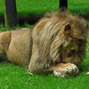 Longleat Safari & Adventure Park 29.05.2011