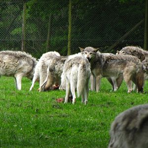 Longleat Safari & Adventure Park 29.05.2011