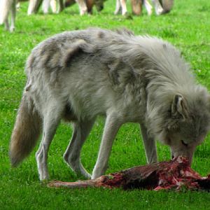 Longleat Safari & Adventure Park 29.05.2011