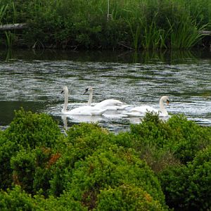 Longleat Safari & Adventure Park 29.05.2011