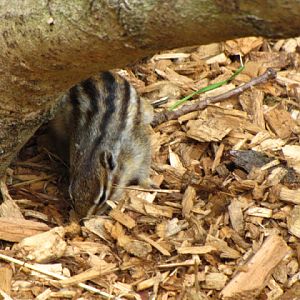 Longleat Safari & Adventure Park 29.05.2011