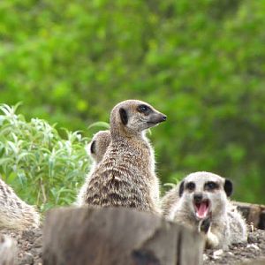 Longleat Safari & Adventure Park 29.05.2011