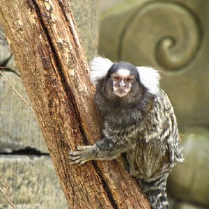 Longleat Safari & Adventure Park 29.05.2011