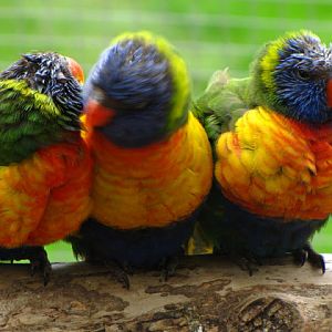 Longleat Safari & Adventure Park 29.05.2011