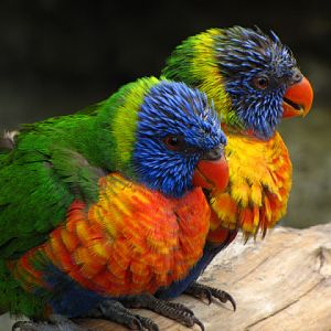 Longleat Safari & Adventure Park 29.05.2011