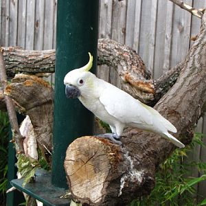 Longleat Safari & Adventure Park 29.05.2011